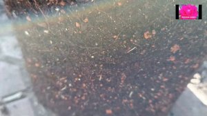 ОСЕННЯЯ ПОСАДКА РОЗ. ЗКС