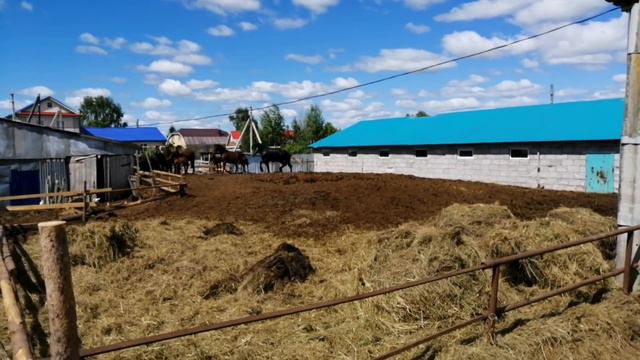 Первое знакомства кобыл с тяжиком. Готовимся к случке смотреть онлайн