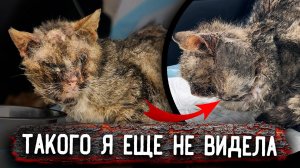 ШОК У Кота нет 20% кожи. Последствия самовыгула. НЕ для слабонервных. Я сделала все, что смогла