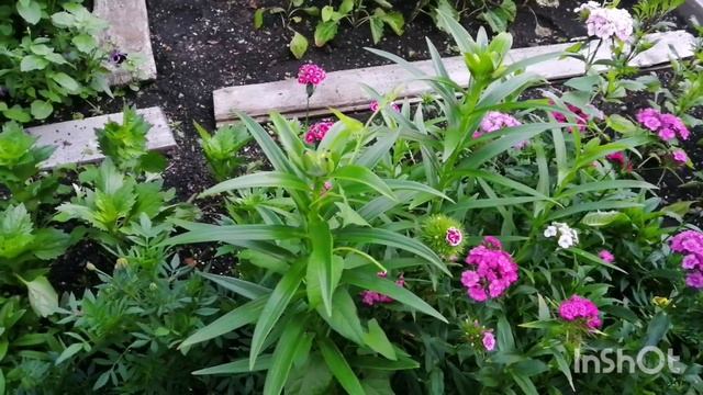 09-10.07.22 Садовый влог-огурцы-томаты-перцы-клубника-мои орхидеи. смотреть онлайн