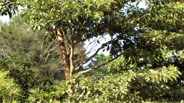 canon sx530 review and test video y fotos (2019) смотреть онлайн