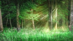 Футаж. Летний пейзаж 23  Footage. Summer landscape 23