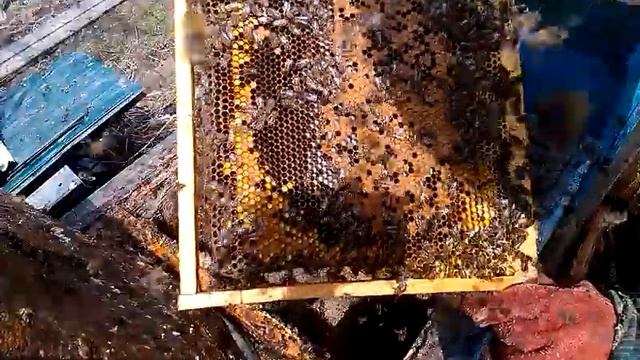 Отводок пчел на открытый расплод ( однодневную личинку, яйцо). смотреть онлайн