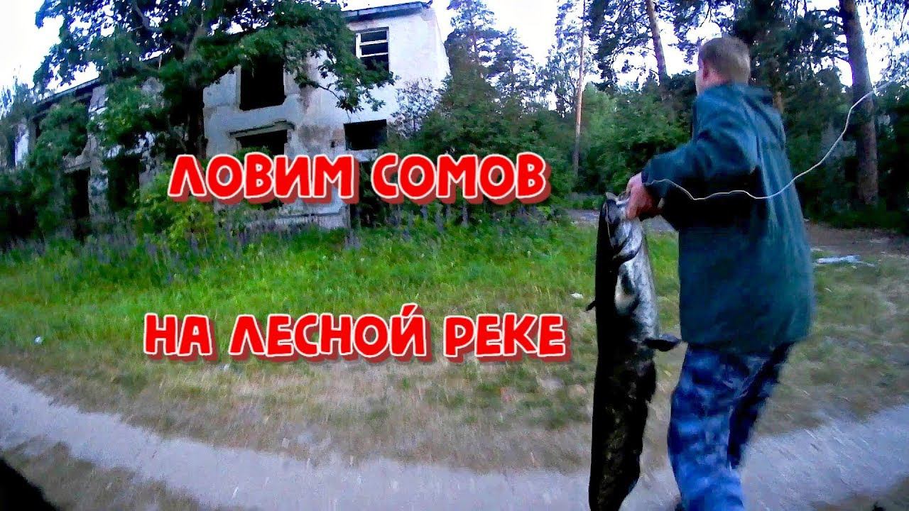 Ловим сомов в лесной реке на Квок и на бутылки смотреть онлайн