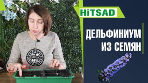 Как вырастить дельфиниум из семян 100% Всхожесть