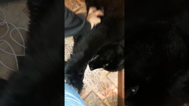 ньюфаундленд водолаз  Newfoundland 7 месяцев собака медведь