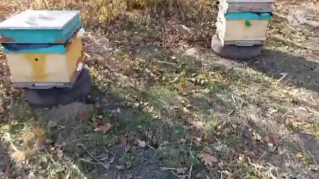 пчеловодство- осмотр пчёл в конце октября смотреть онлайн