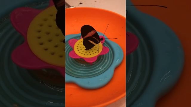 Геликонида Мельпомена лакомится нектаром. смотреть онлайн