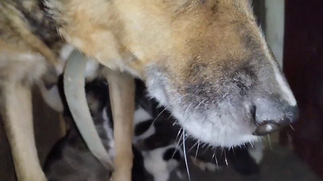 Рост и развитие млекопитающих. День двадцать шестой. смотреть онлайн