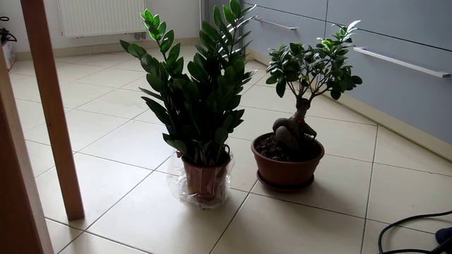 Чистка пароочистителем домашних растений. Пароочиститель Karcher SC 2 / Керхер SC 2 смотреть онлайн