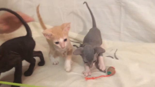Котята породы Петербургский сфинкс смотреть онлайн