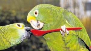 Умные и забавные попугаи. Подборка говорящих видео с попугаями (2024)