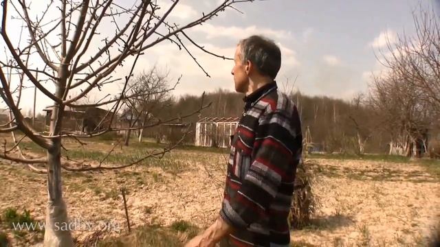 Победим цветоеда долгоносика Видеокурс Уход за плодовыми деревьями Яблонь, груша, боярышник смотреть онлайн