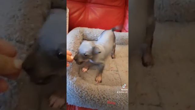 Рокси, девочка агт, 38 дней смотреть онлайн