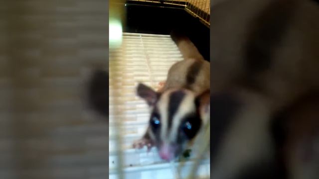 Сахарный поссум. смотреть онлайн