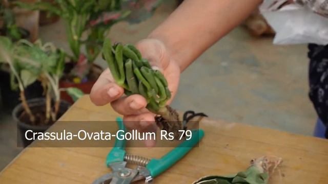 Online Cheapest Succulent | Succulent starts 30 Rs | Plant orbit | Online Succulent & Seeds Shoppin смотреть онлайн