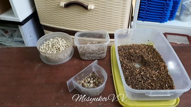 Кормление синиц в неволе смотреть онлайн