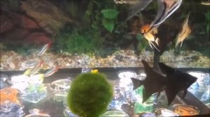 Мой аквариум, показываю огромную золотую рыбку