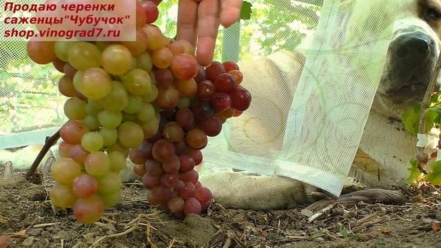Виноград ДАРВИКА- селекция Калугина, с очень ранним сроком созревания. Украшение виноградника. смотреть онлайн
