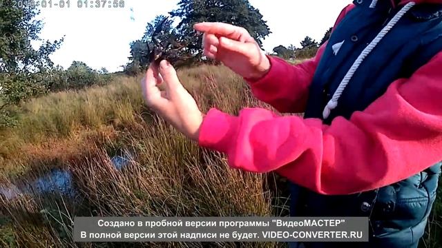 хотели на спининг поймать щучьку а поймали чёрного рака