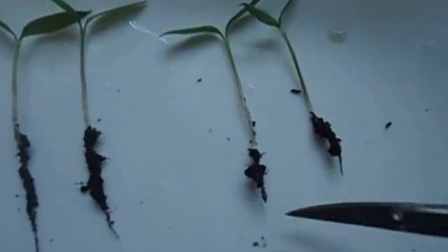 ПИКИРОВКА ПЕРЦА НА РАННЕМ СРОКЕ В ФАЗЕ ДВУХ СЕМЯДОЛЬНЫХ ЛИСТЬЕВ Видеоурок от Ольги Черновой 25 ян смотреть онлайн