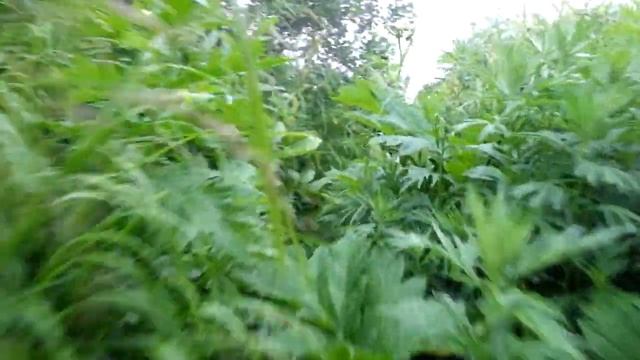 КАМЧАТКА, Малая долина гейзеров. смотреть онлайн