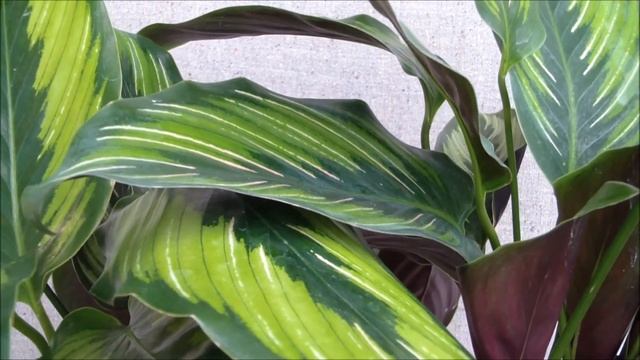 Калатея домашняя Розеопикта. Купить калатею Розеопикта смотреть онлайн