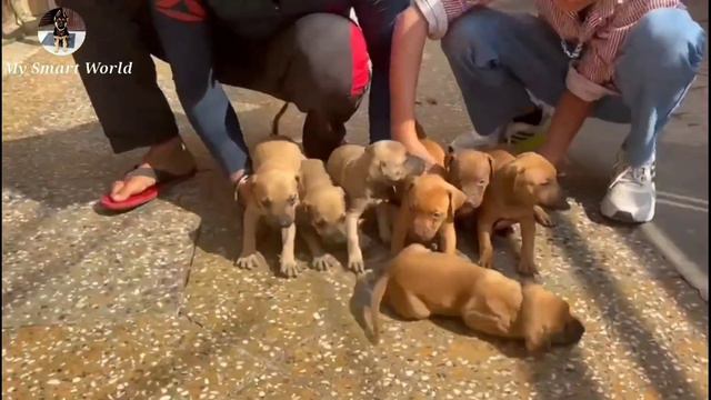 Big Discount | Pedigree Apbt puppies in low price | American pitbull terrier смотреть онлайн