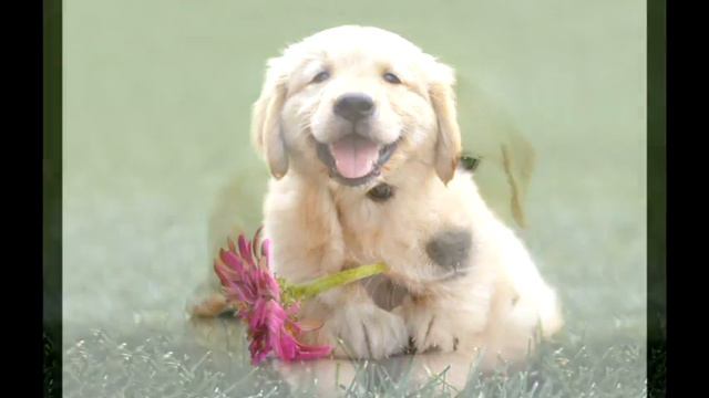 Ап, ап, прыгает щенок ( картинки под музыку ) смотреть онлайн