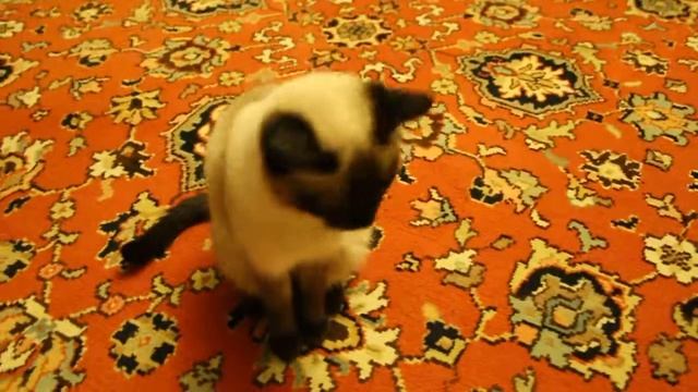 Кошка с голубыми глазами. смотреть онлайн