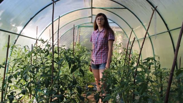 Опрыскивание помидор борной кислотой для завязи смотреть онлайн