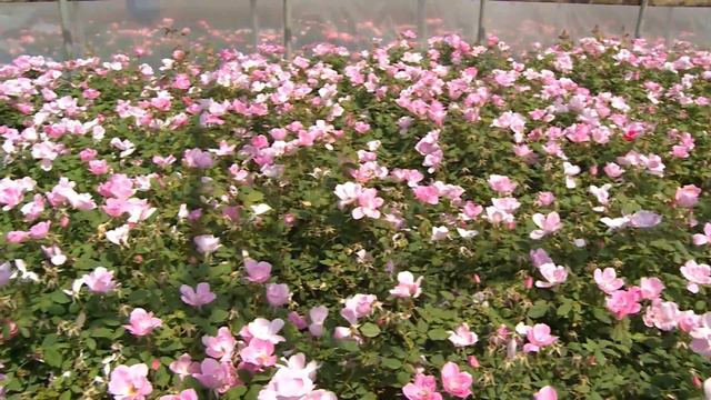 In Bloom | Tyler Roses смотреть онлайн