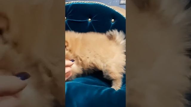 Померанский шпиц оранж смотреть онлайн