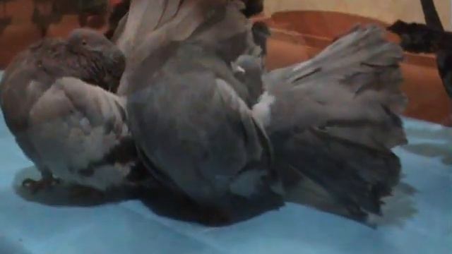 Американские павлины И Мацака 2020г и Эльдар смотреть онлайн