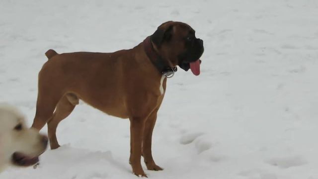 марс, сема, нора и колечко!