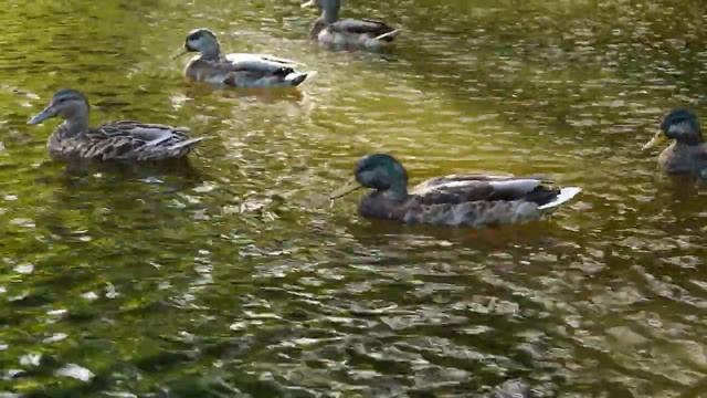 Panasonic Lumix G3 - Sefton Park - Ducks смотреть онлайн