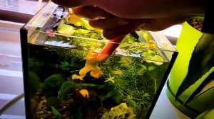 Шпорцевая лягушка в Нано-Аквариуме + Кормление