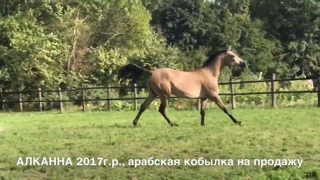 Продажа лошадей арабской породы конефермы Эквилайн, тел., WhatsApp +79883400208 (АЛКАННА 2017г.р.) смотреть онлайн