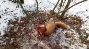 Ловушки на зайца и лису Силками! Есть попадания!