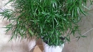 Аспарагус серповидный