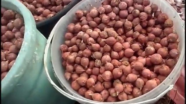 Посадка озимого чеснока Любаша / сезон 2016 смотреть онлайн