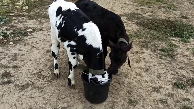 Всем привет рекомендую посмотреть канал КХ Фортуна отличный канал смотреть онлайн