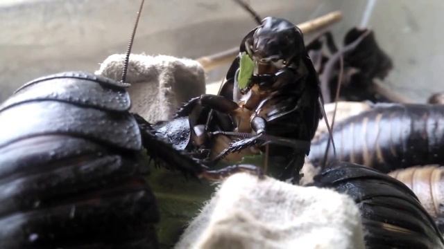 Gromphadorhina eats and drinks. Мадагаскарские тараканы. смотреть онлайн