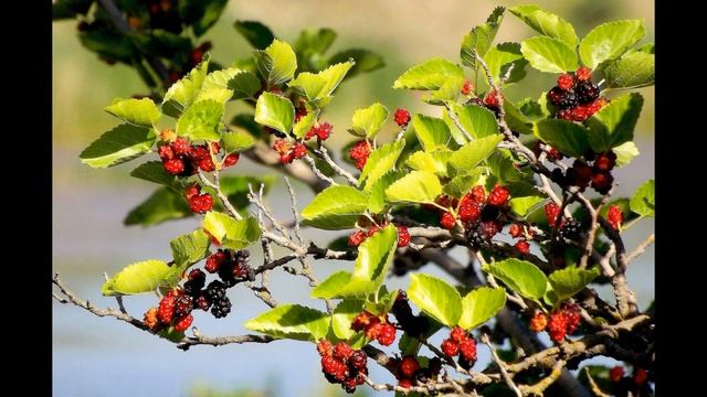 Прекрасные фото природы в разные времена года: цикл сезонов / Seasons смотреть онлайн