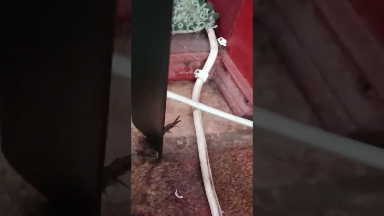 раздавил сколопендру (длинную многоножку с прочным панцирем) смотреть онлайн