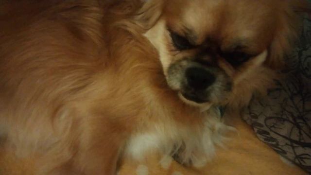 СТЕРИЛИЗАЦИЯ СОБАК. ПОСЛЕДСТВИЯ И ПОДРОБНОСТИ ПРОЦЕЛУРЫ смотреть онлайн