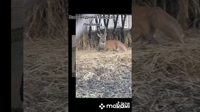 Томская писаница. смотреть онлайн