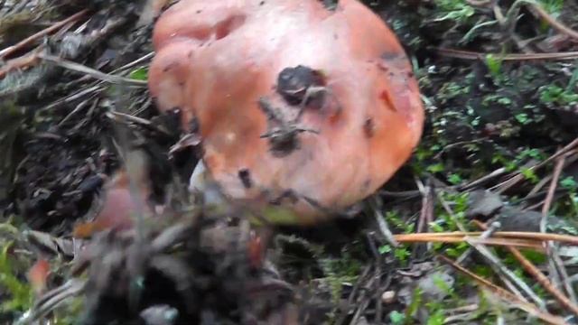 ТАКОГО ЩЕ НЕ БАЧИВ В ЛІСІ.ВЕЛИКА СІМ'Я ГРИБІВ , МАСЛЯТА , І БОНУСОМ БІЛИЙ ГРИБ смотреть онлайн