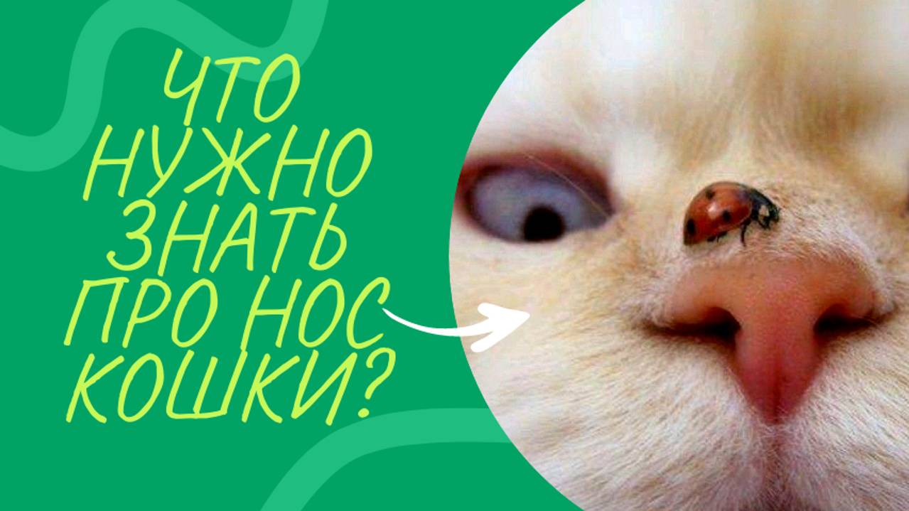 Что нужно знать про нос кошки? смотреть онлайн