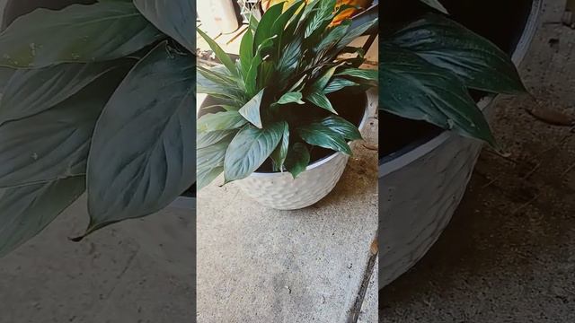 plastic or ceramic flower pots or dose it even matter? #garden #greenthumb #plant смотреть онлайн